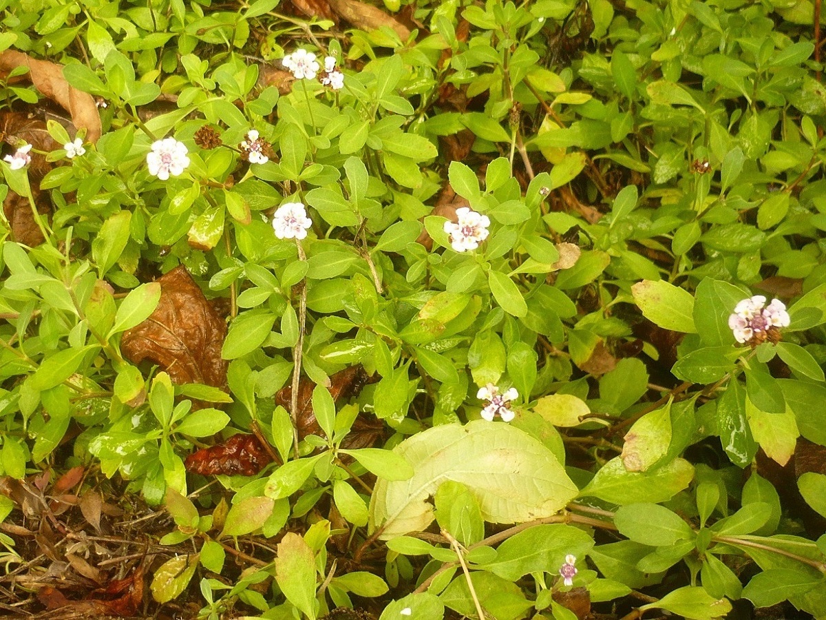 Phyla nodiflora var. minor (Verbenaceae)